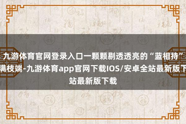 九游体育官网登录入口一颗颗剔透透亮的“蓝相持”缀满枝端-九游体育app官网下载IOS/安卓全站最新版下载